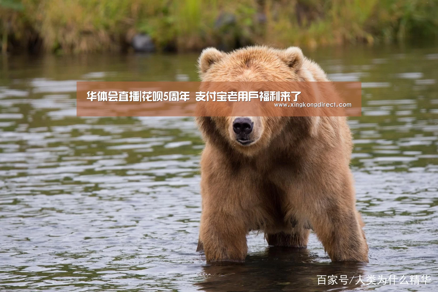 华体会直播|花呗5周年 支付宝老用户福利来了(图4) 华体会快讯